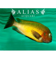 Tropheus brichardi «Namansi Gold»