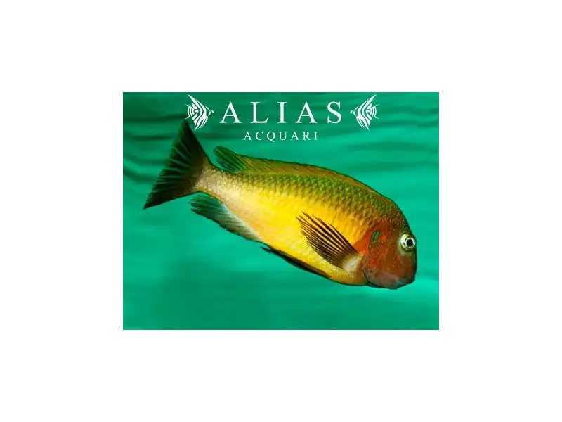 Tropheus brichardi «Namansi Gold»