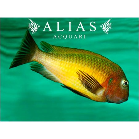 Tropheus brichardi «Namansi Gold»