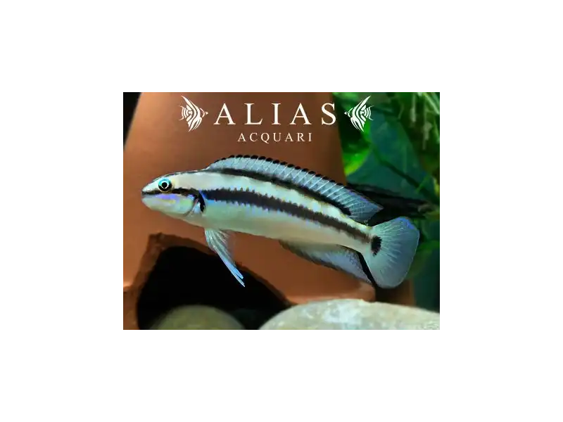 Telmatochromis Vittatus