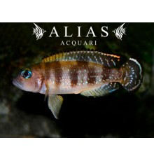Lepidiolamprologus meel