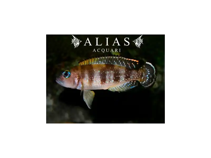 Lepidiolamprologus meel