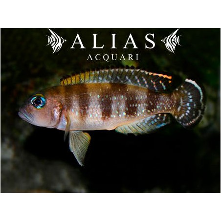 Lepidiolamprologus meel