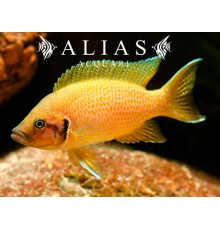 Neolamprologus Heliantus