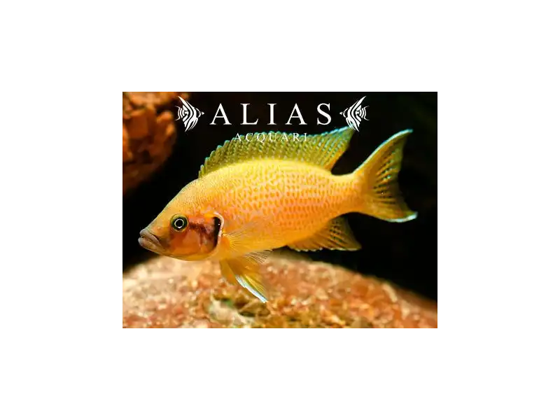 Neolamprologus Heliantus