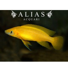Neolamprologus leleupi