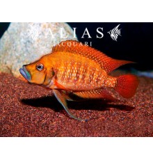 Altolamprologus compressiceps «Tanzania Red Fin»
