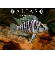Altolamprologus calvus