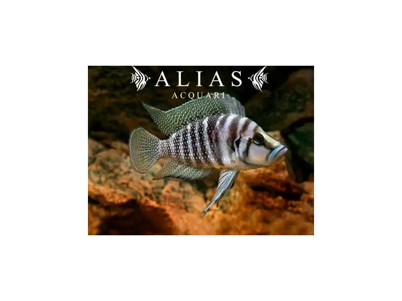Altolamprologus calvus