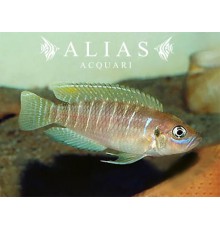 Lamprologus brevis