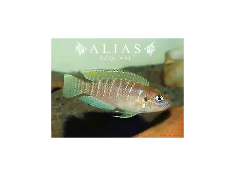 Lamprologus brevis