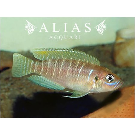 Lamprologus brevis