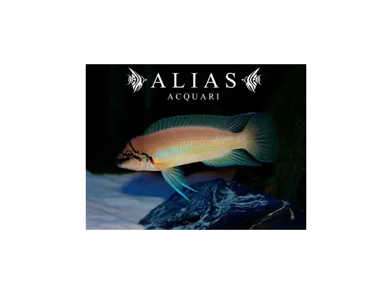 Chalinochromis brichardi