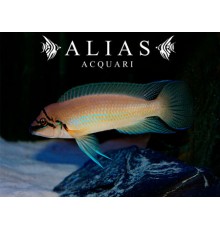 Chalinochromis brichardi