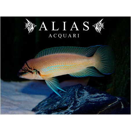 Chalinochromis brichardi