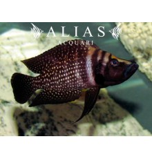 Altolamprologus calvus «Black Pearl»