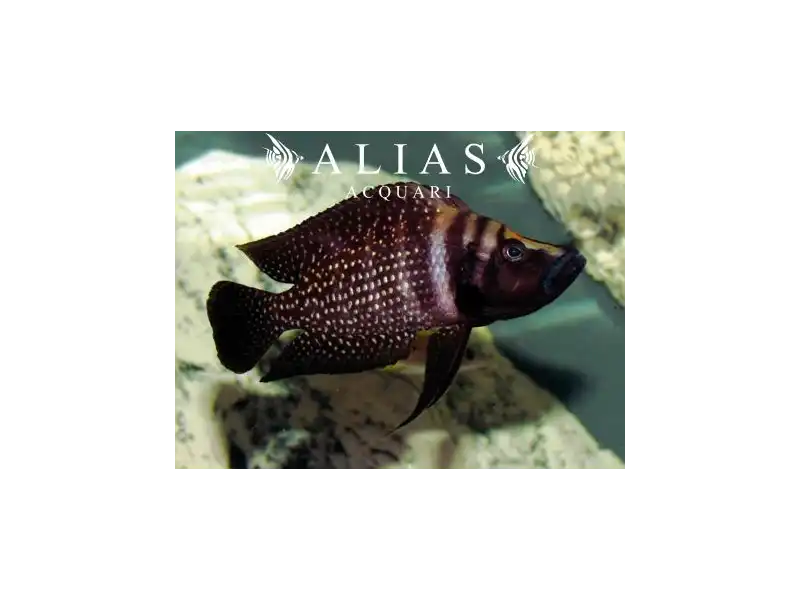 Altolamprologus calvus «Black Pearl»