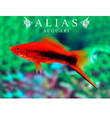 Xiphophorus helleri tuxedo