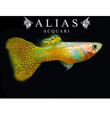 Guppy maschio Golden Cobra