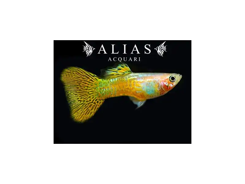 Guppy maschio Golden Cobra