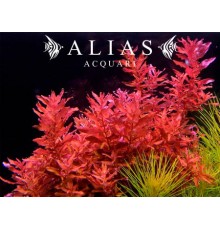 Rotala macrandra | Pianta d’acquario decorativa | Alias Acquari