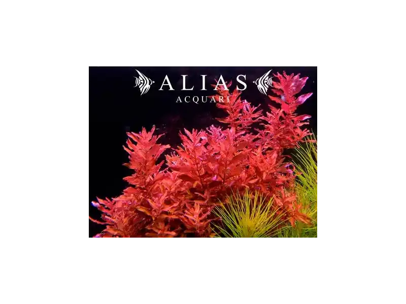 Rotala macrandra | Pianta d’acquario decorativa | Alias Acquari
