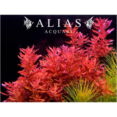 Rotala macrandra | Pianta d’acquario decorativa | Alias Acquari