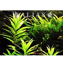 Hygrophila stricta narrow