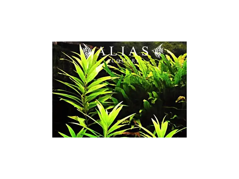 Hygrophila stricta narrow
