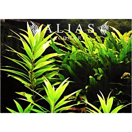 Hygrophila stricta narrow