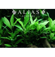 Hygrophila stricta wide