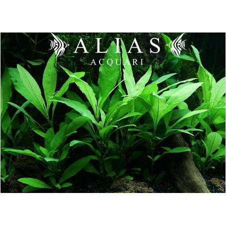 Hygrophila stricta wide