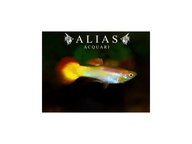 Guppy maschio Sunset Blond