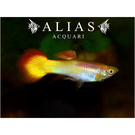 Guppy maschio Sunset Blond