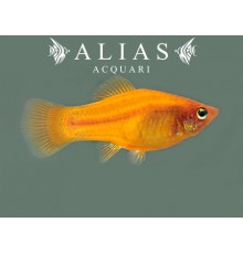 Xiphophorus variatus orange gold