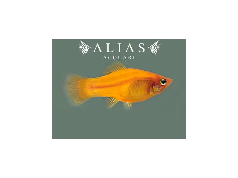 Xiphophorus variatus orange gold