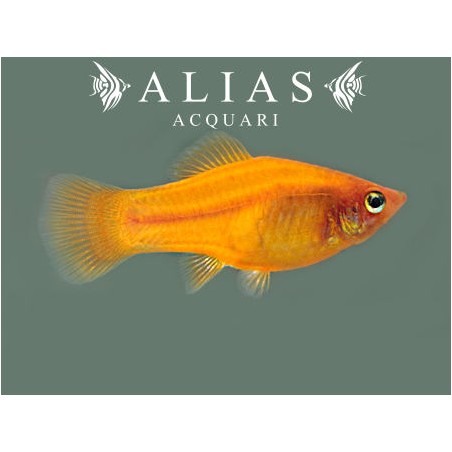 Xiphophorus variatus orange gold