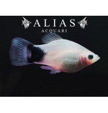Xiphophorus maculatus White mickey mouse