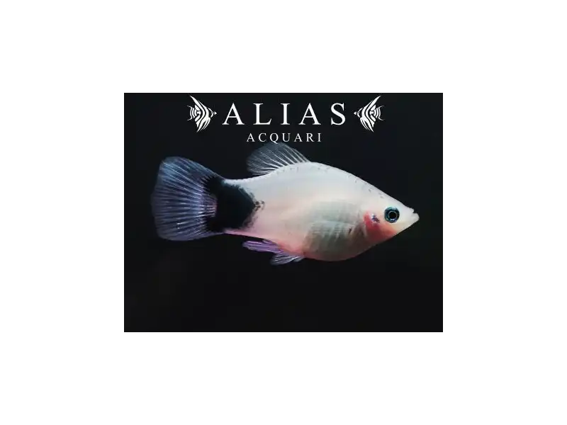 Xiphophorus maculatus White mickey mouse