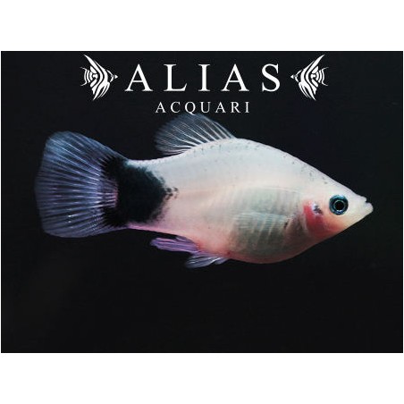 Xiphophorus maculatus White mickey mouse