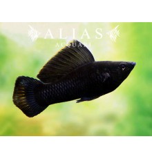 Poecilia Latipinna black molly