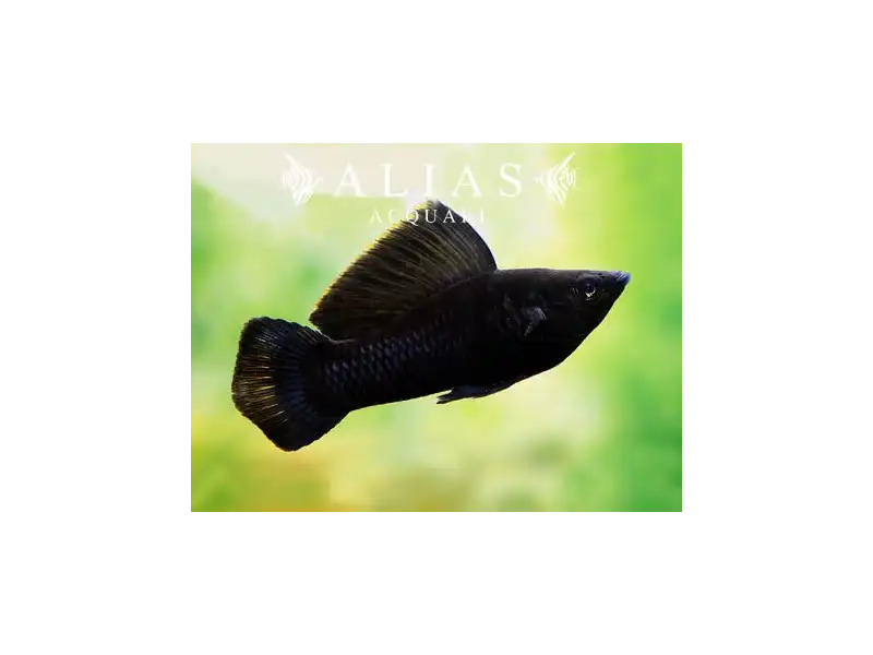 Poecilia Latipinna black molly