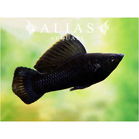 Poecilia Latipinna black molly