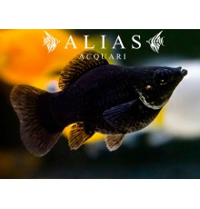 Poecilia latipinna balloon molly black