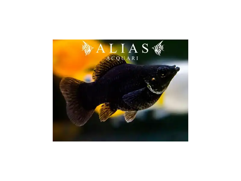 Poecilia latipinna balloon molly black