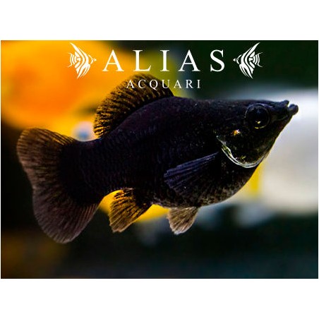 Poecilia latipinna balloon molly black