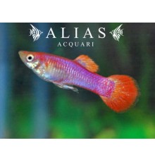 Guppy in coppia Pink