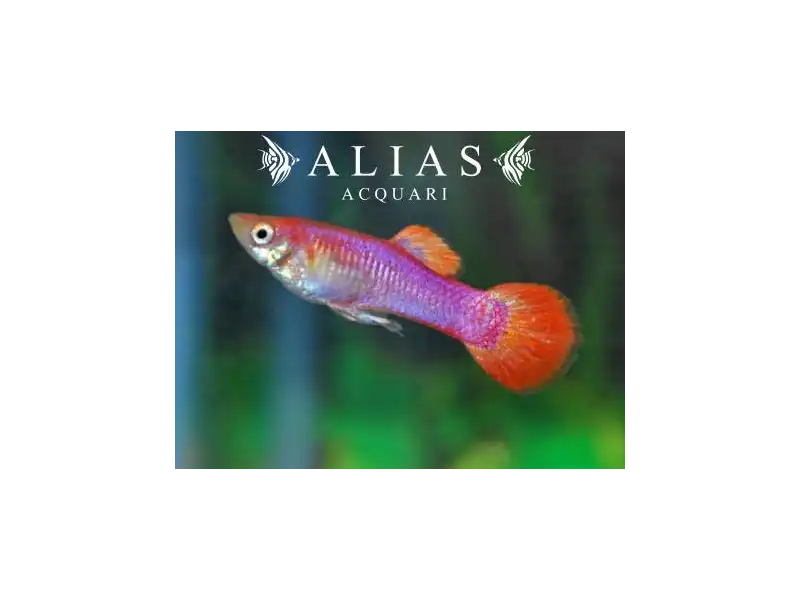 Guppy in coppia Pink