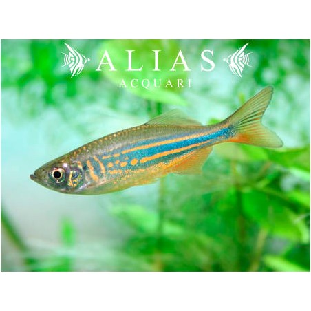 Devario malabaricus