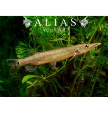 Ctenolucius hujeta